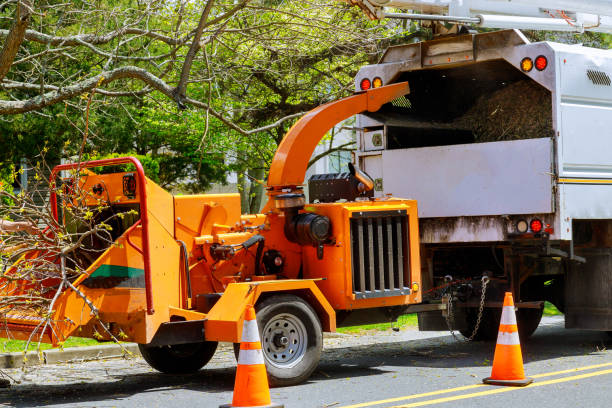 Best Affordable Tree Cutting  in Lincolnton, GA